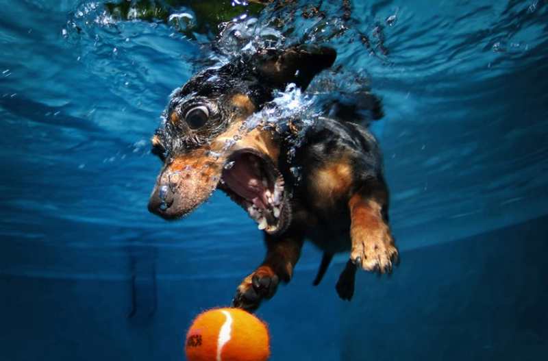 Illustration for article titled Dogs look ridiculous underwater